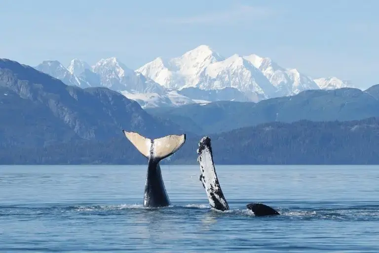 Круизы по Аляске