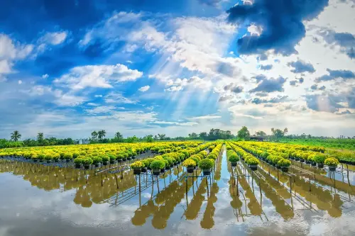 Шадек / В'єтнам