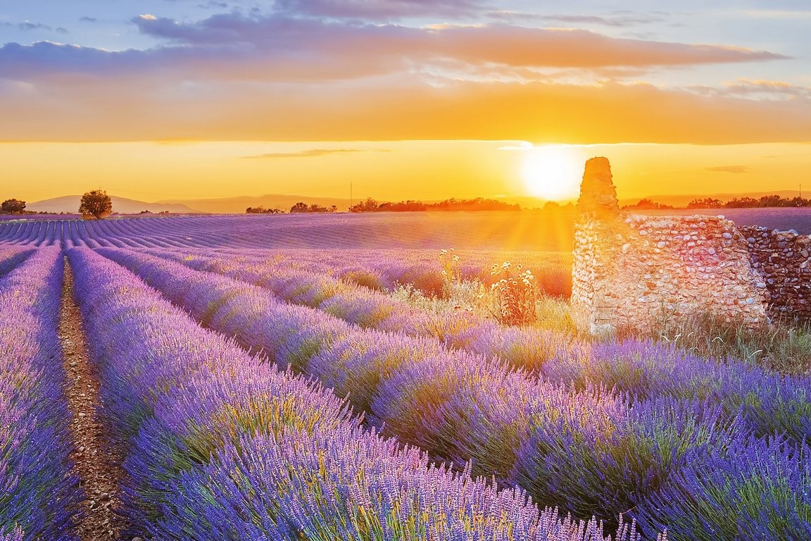 csm_AdobeStock_131509705_Valensole_44e3ee33ad.jpeg