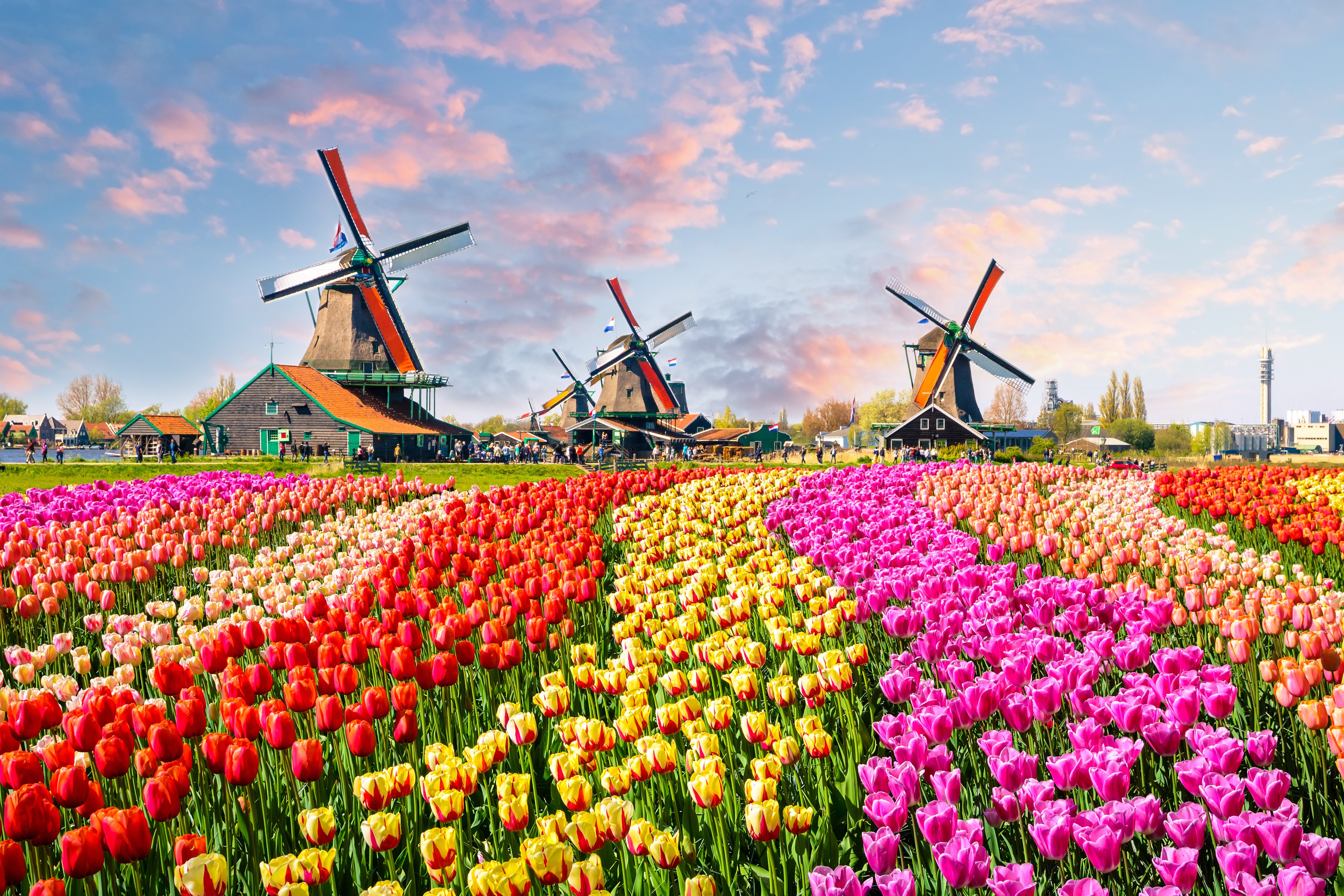 tulpen-adobestock-137139944.jpeg