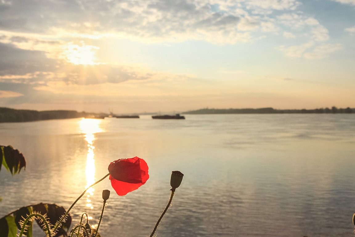 csm_DO_DLX_DONAUDELTA_MOHN_01_39L_911c9d9668.jpg
